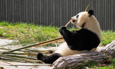 Çin hayvanat bahçesindeki sevimli dev panda.