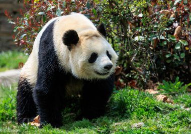 Park yerinde sevimli dev bir panda.