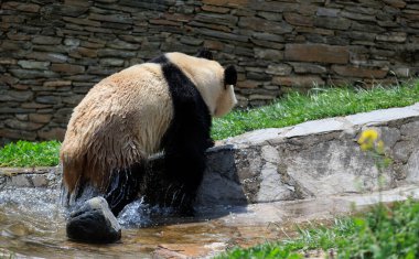 Suda yürüyen sevimli dev panda.