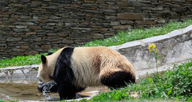 Suda yürüyen sevimli dev panda.