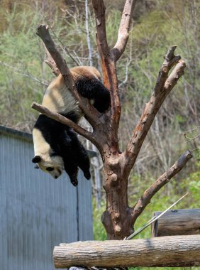 Ağaçta oynayan sevimli dev bir panda. 