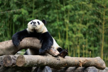 Çin hayvanat bahçesindeki sevimli dev panda.