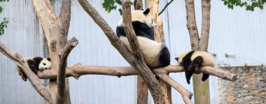 Parkta üç dev panda.