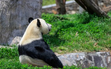 Dev bir panda rahatlar, göletin kenarında oturur.