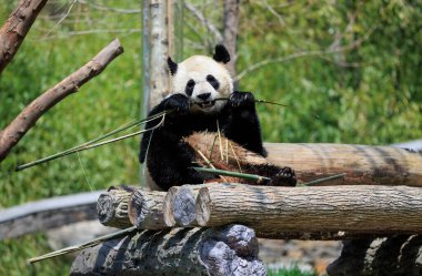 Dev panda parkta bambu yiyor. 