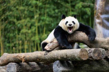 Kocaman bir panda hareketi. 