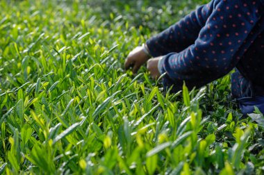 Bahar çay çiftliğinde yeşil çay çekimleri yapan kadın çiftçi.