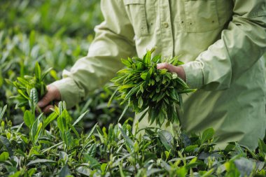 Bahar çay çiftliği dağlarında yeşil çay tomurcuğu toplayan kadın çiftçi