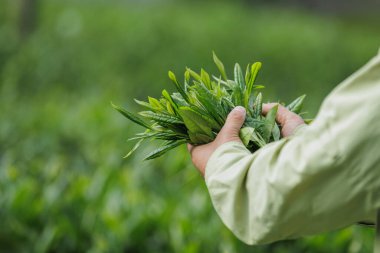 Bahar çay çiftliği dağlarında yeşil çay tomurcuğu toplayan kadın çiftçi