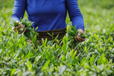 Bahar çay çiftliğinde yeşil çay çekimleri yapan kadın çiftçi.