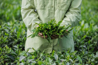 Bahar çay çiftliği dağlarında yeşil çay tomurcuğu toplayan kadın çiftçi