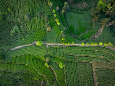 Çin 'deki güzel çay hasadı teras manzarasının havadan görüntüsü.