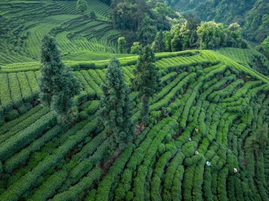 Çin 'deki güzel çay hasadı teras manzarasının havadan görüntüsü.