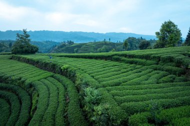 Çin 'deki güzel çay hasadı teras manzarasının havadan görüntüsü.