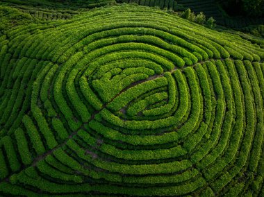 Çin 'deki güzel çay hasadı teras manzarasının havadan görüntüsü.