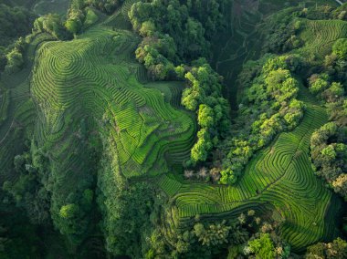Çin 'deki güzel çay hasadı teras manzarasının havadan görüntüsü.