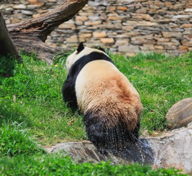 Çin hayvanat bahçesindeki sevimli dev panda.