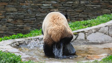 Suda yürüyen sevimli dev panda. 
