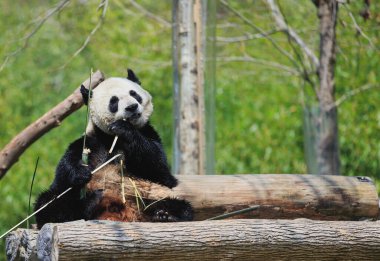 dev panda hayvanat bahçesinde bambu yiyor.