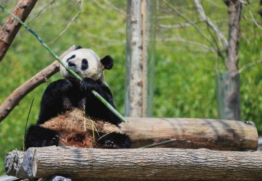 dev panda hayvanat bahçesinde bambu yiyor.