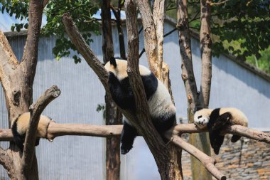 Parkta uyuyan üç dev panda.