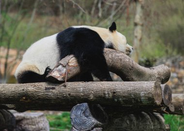 Dev bir panda ağaç kütüklerinde yatıyor.