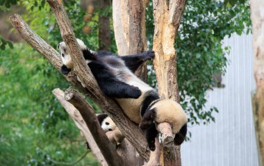 Parkta uyuyan üç dev panda. 