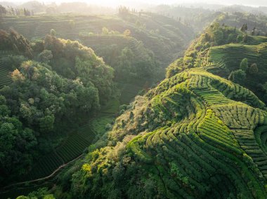 Çin 'deki güzel çay hasadı teras manzarasının havadan görüntüsü.