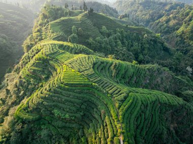 Çin 'deki güzel çay hasadı teras manzarasının havadan görüntüsü.