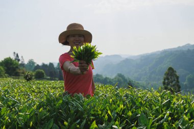 Bahar çay çiftliğinde yeşil çay çekimleri yapan kadın çiftçi.