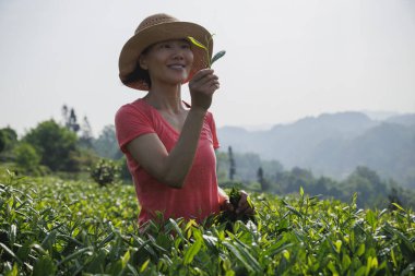 Bahar çay çiftliğinde yeşil çay çekimleri yapan kadın çiftçi.