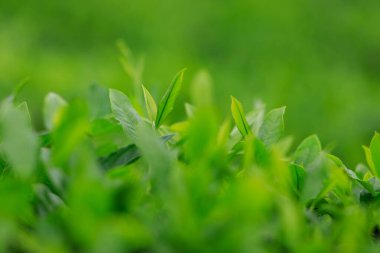 Yeşil çay filizleri baharda, Çin 'de yetişir