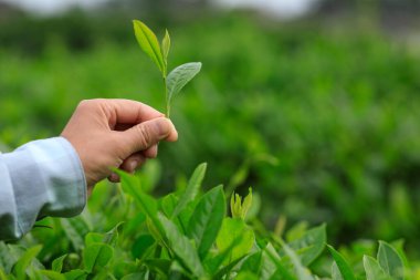 Çay çiftçisi bahar çay çiftliğinde yeşil çay tomurcuğu topluyor.
