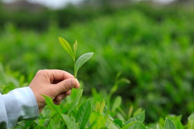 Çay çiftçisi bahar çay çiftliğinde yeşil çay tomurcuğu topluyor.