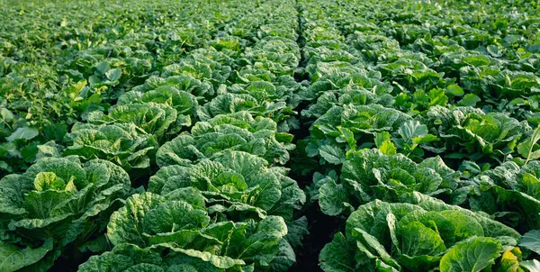 Kuzey Çin 'deki Çin lahana tarlası.