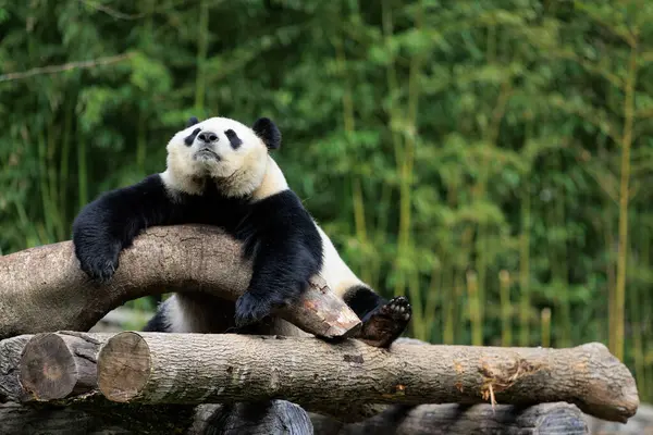 Çin hayvanat bahçesindeki sevimli dev panda.