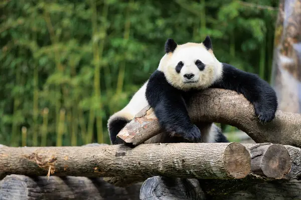 Dev bir panda ağaç kütüklerine uzanmış kameraya bakıyor. 