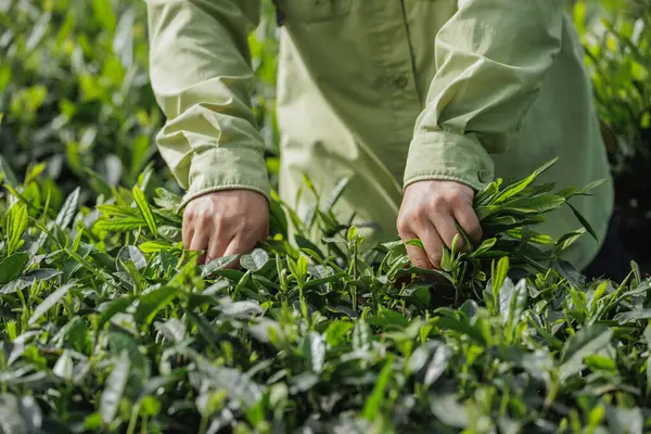 Bahar çay çiftliği dağlarında yeşil çay tomurcuğu toplayan kadın çiftçi