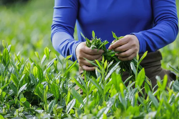 Bahar çay çiftliğinde yeşil çay çekimleri yapan kadın çiftçi.