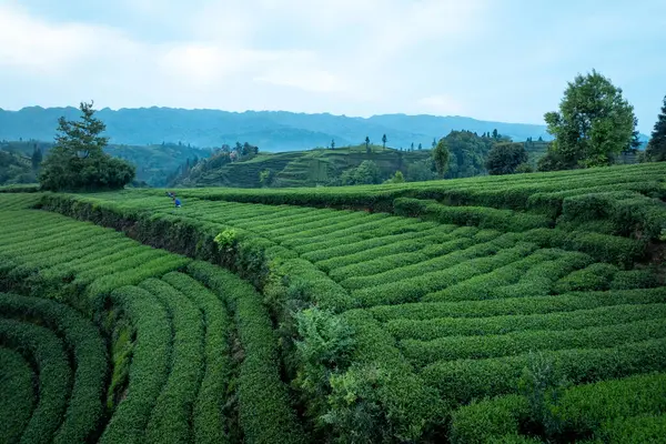 Çin 'deki güzel çay hasadı teras manzarasının havadan görüntüsü.