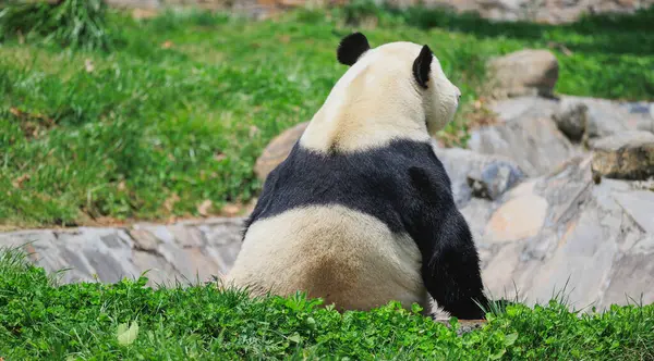 Göletin kenarında dinlenen dev bir panda. 