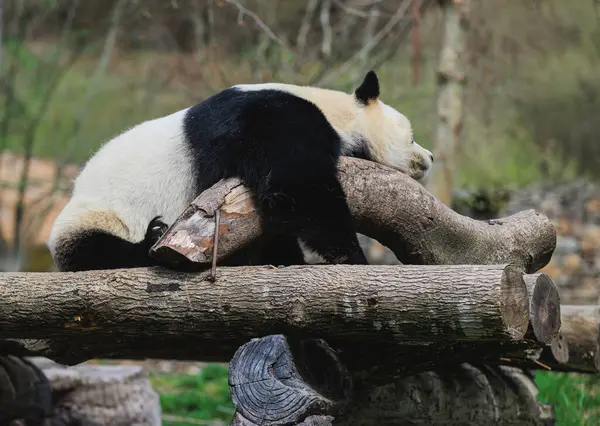 Dev bir panda ağaç kütüklerinde yatıyor.