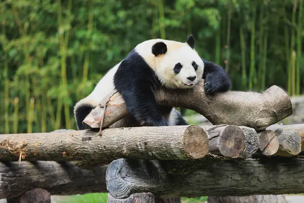 Dev bir panda ağaç kütüklerinde yatıyor. 