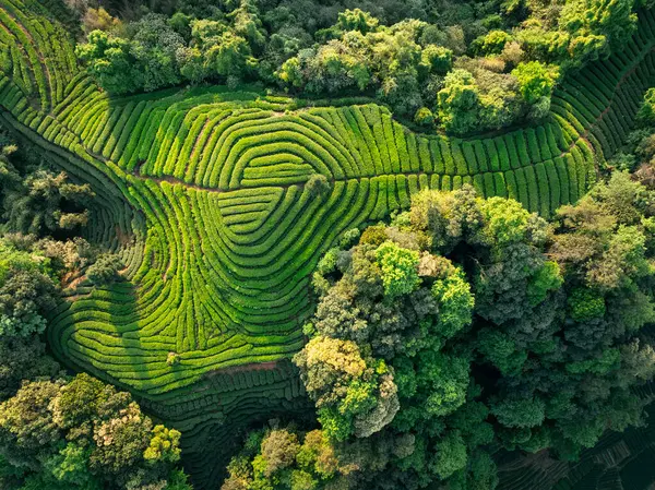Çin 'deki güzel çay hasadı teras manzarasının havadan görüntüsü.