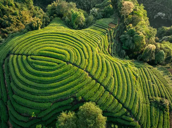 Çin 'deki güzel çay hasadı teras manzarasının havadan görüntüsü.