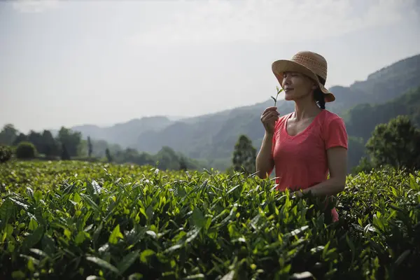 Bahar çay çiftliğinde yeşil çay çekimleri yapan kadın çiftçi.