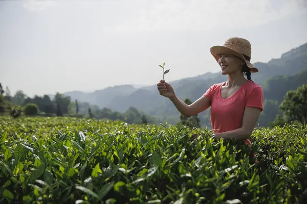 Bahar çay çiftliğinde yeşil çay çekimleri yapan kadın çiftçi.