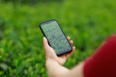 Çin 'de bahar aylarında çekilen geen çay çekimlerinin fotoğrafını çekmek için akıllı telefon kullanmak.