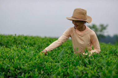 Çay çiftçisi bahar çay çiftliğinde yeşil çay çekimleri yapıyor.