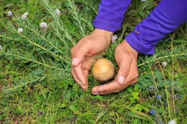 Çiçekli çayırlarda mantar toplayan eller
